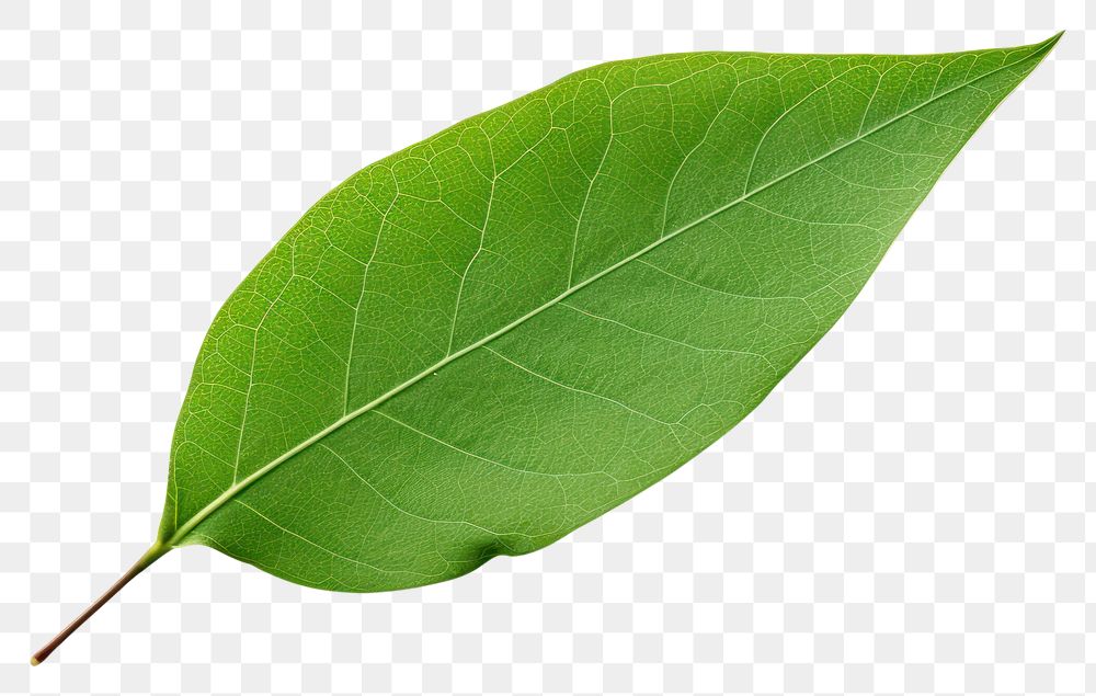 PNG Leaf plant white background freshness. 