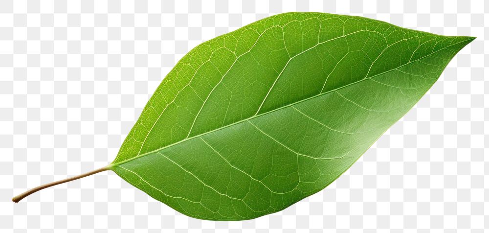 PNG Leaf plant white background invertebrate. AI generated Image by rawpixel.