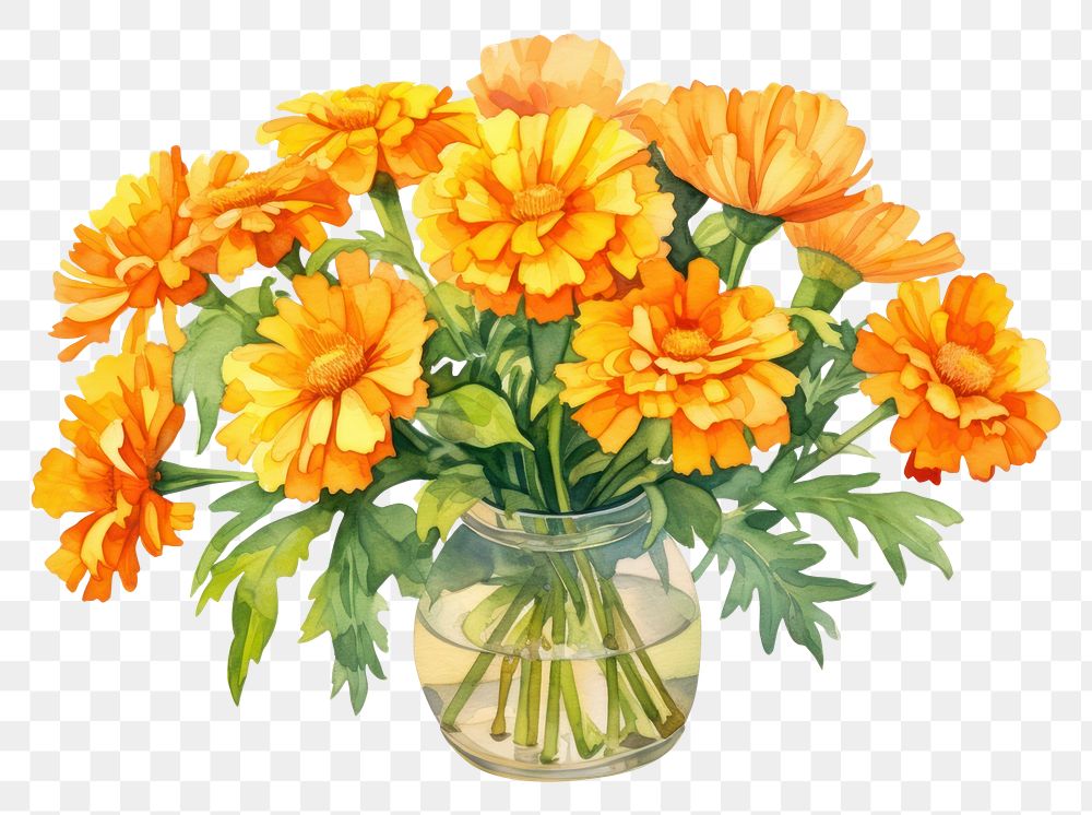 PNG Marigolds vase flower plant. AI generated Image by rawpixel.
