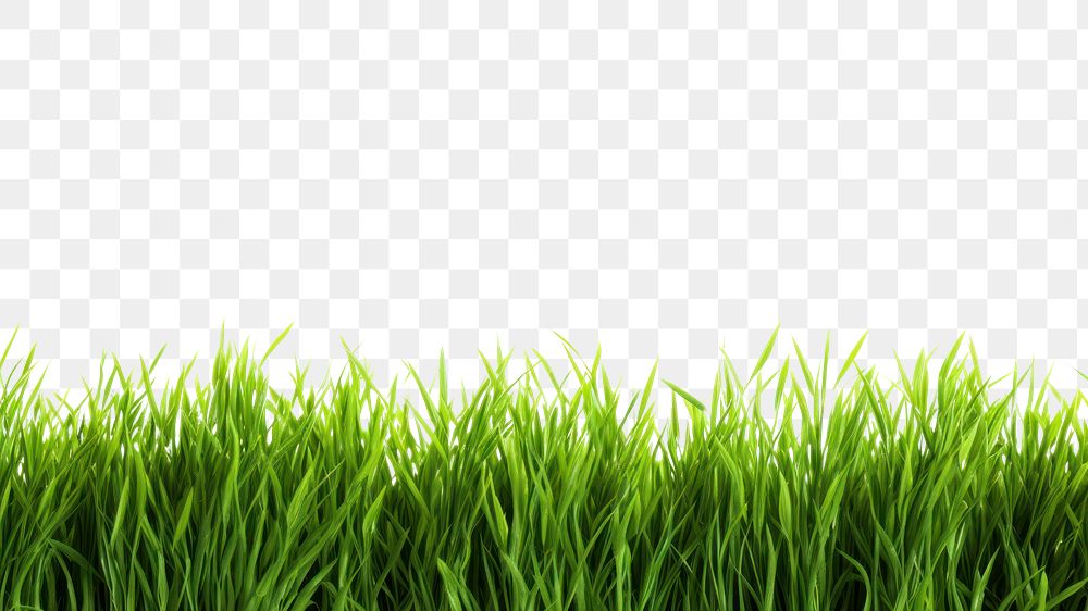 PNG Green grass lawn backgrounds plant white background