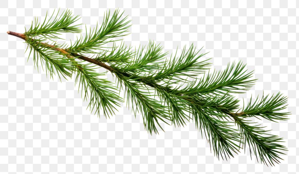 PNG Pine Tree pine tree branch