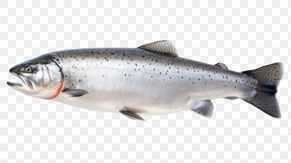 PNG Whole salmon animal trout fish. AI generated Image by rawpixel.