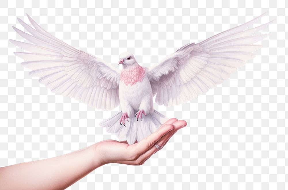 PNG Hand holding a paper dove animal bird  