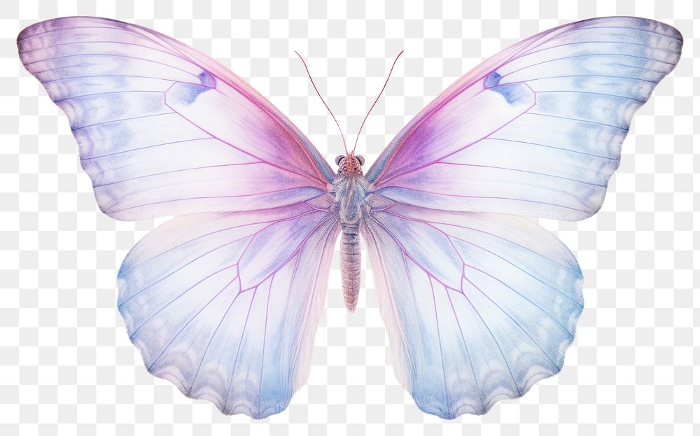 PNG Butterfly animal insect white background