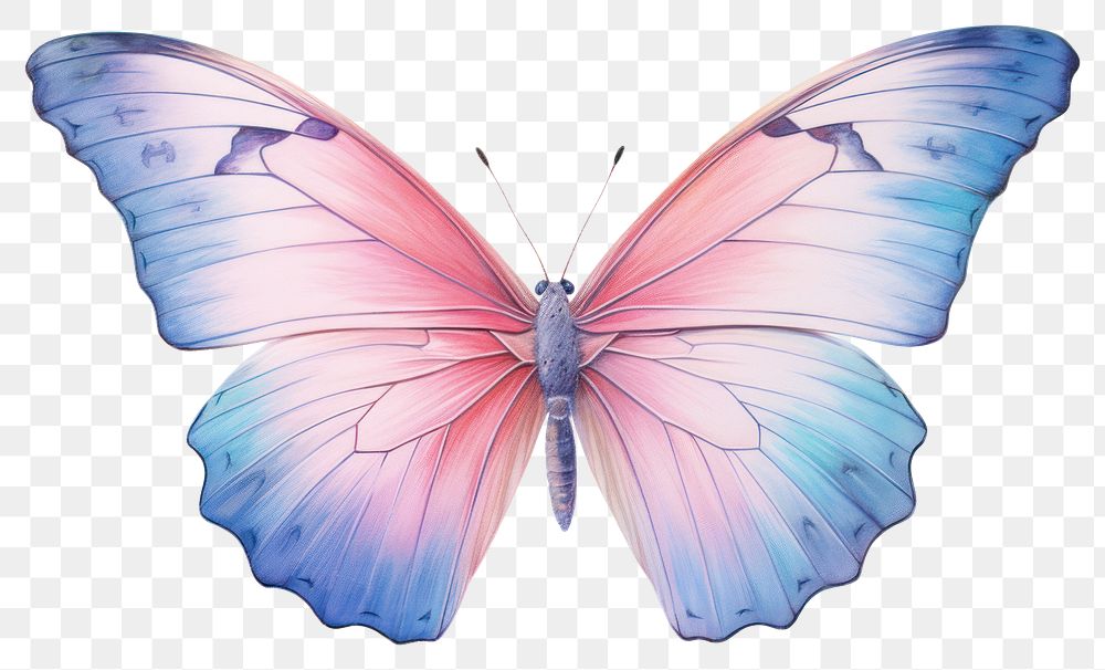 PNG Butterfly animal insect white background