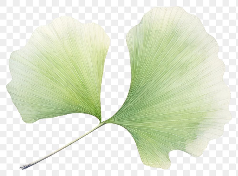 PNG Ginko leaf plant white background freshness. 