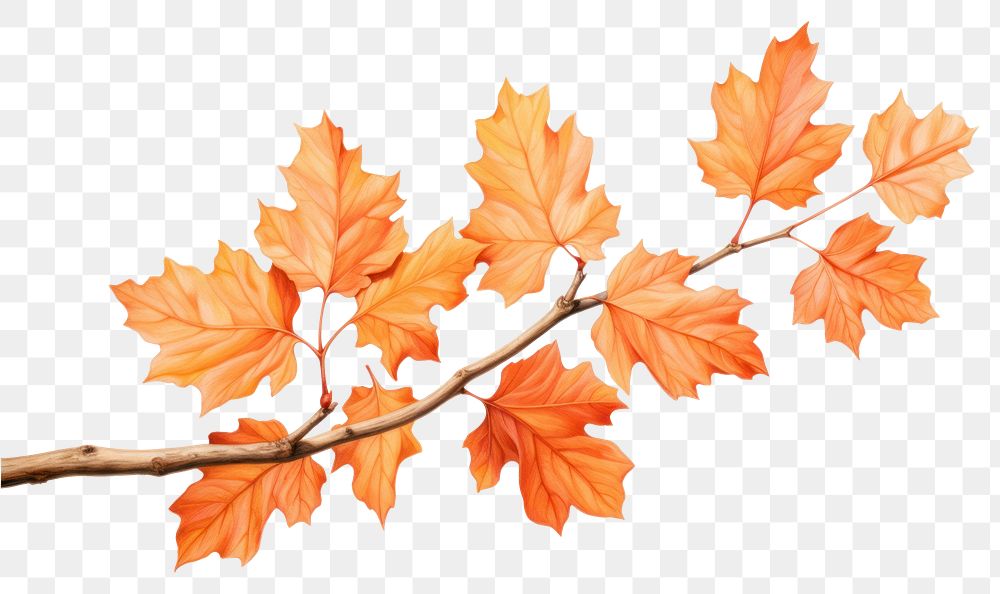 PNG Orange maple branch plant leaf tree. AI generated Image by rawpixel.