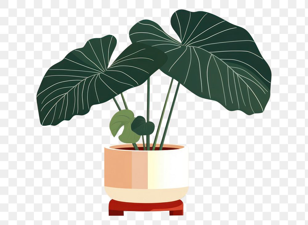 PNG Alocasia longiloba plant leaf houseplant. AI generated Image by rawpixel.
