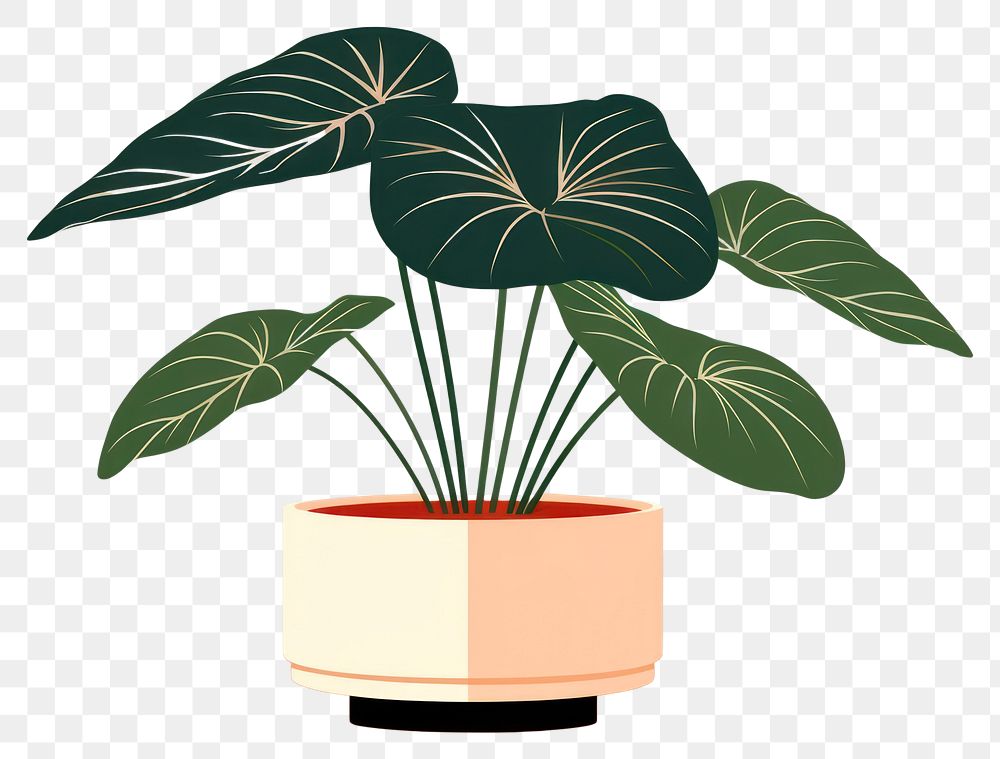 PNG  Alocasia longiloba plant leaf houseplant. AI generated Image by rawpixel.
