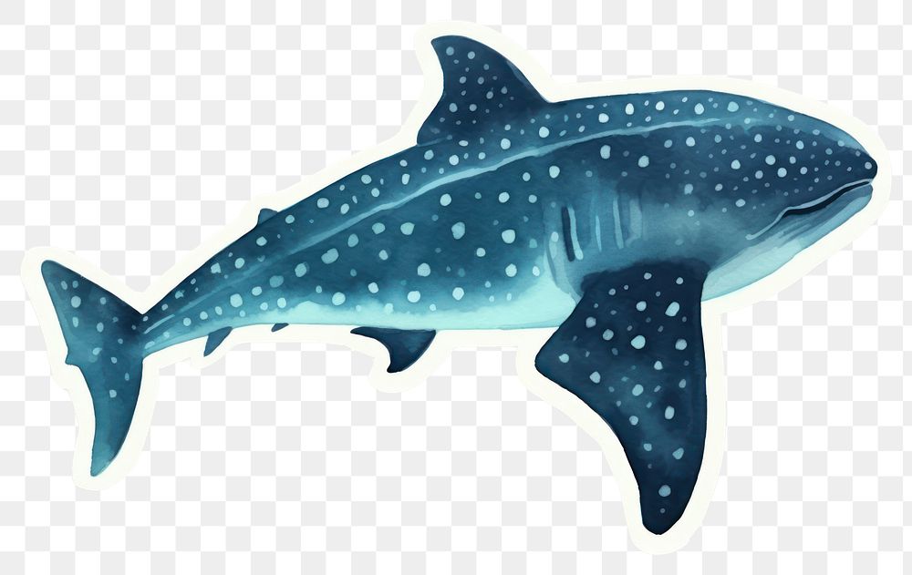 PNG Whale Shark shark animal mammal. 