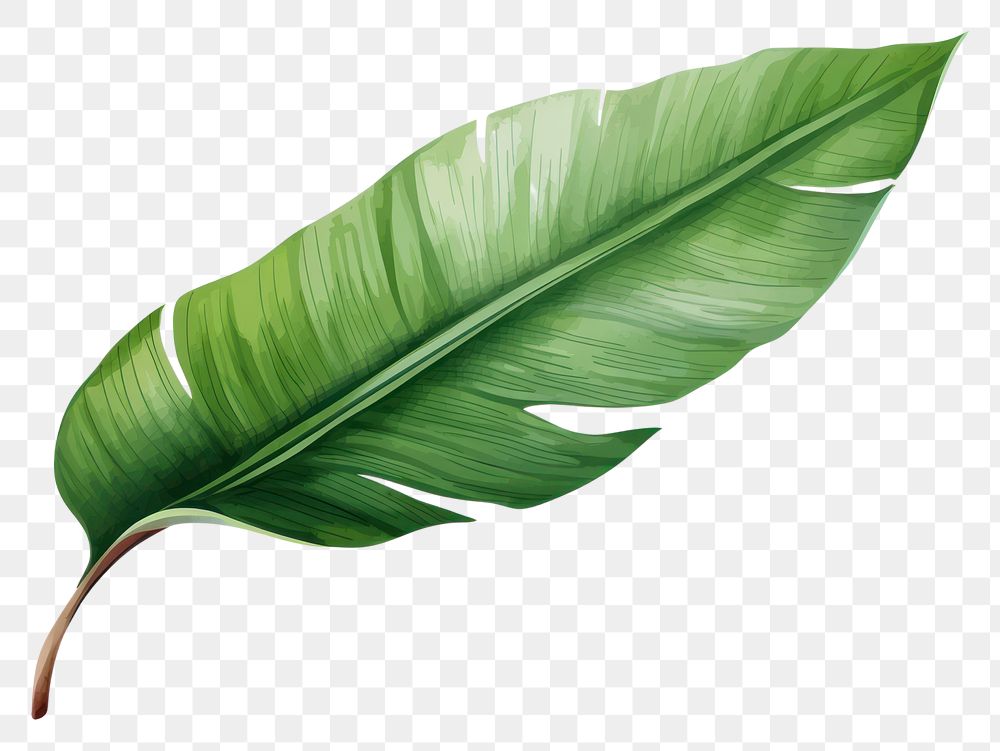 PNG Banana Leaf leaf plant white background. 