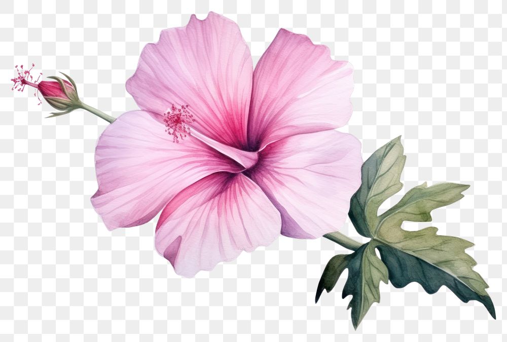 PNG Flower hibiscus blossom plant. AI generated Image by rawpixel.