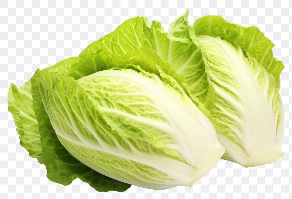 PNG Cabbage lettuce cabbage vegetable plant. 