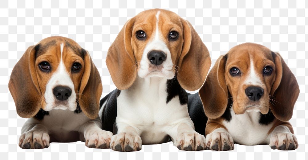 PNG Beagle animal mammal hound. AI generated Image by rawpixel.