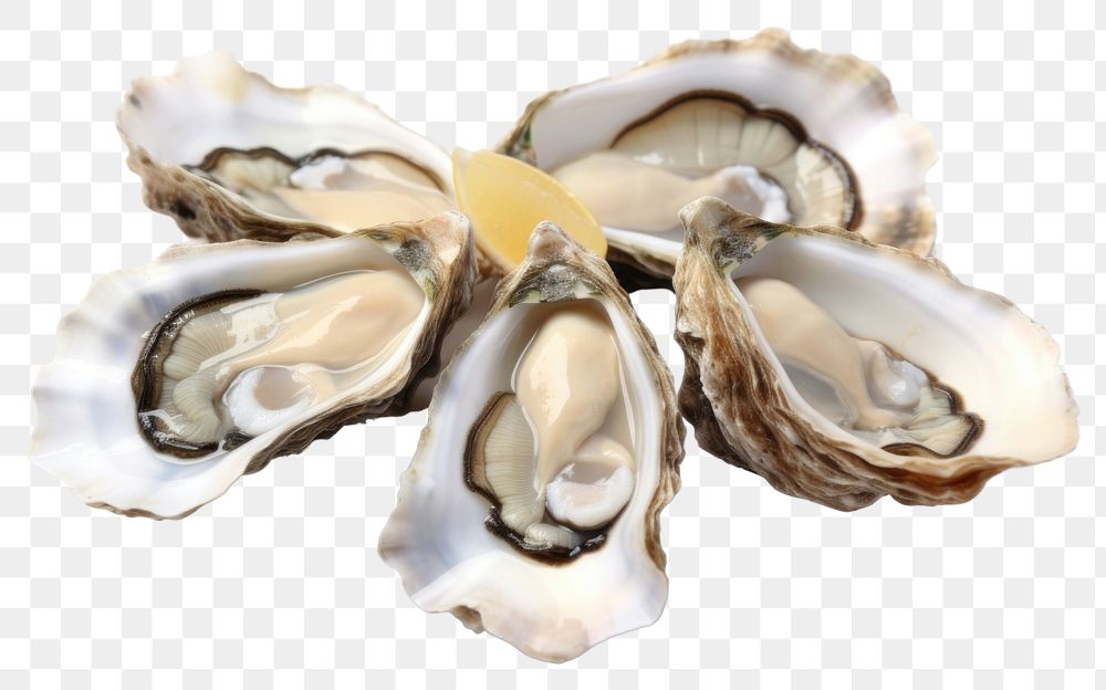 PNG Fresh oysters seafood white background invertebrate. AI generated Image by rawpixel.