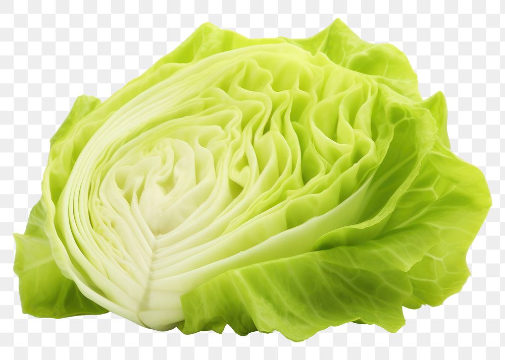 PNG Iceberg lettuce vegetable cabbage plant. 