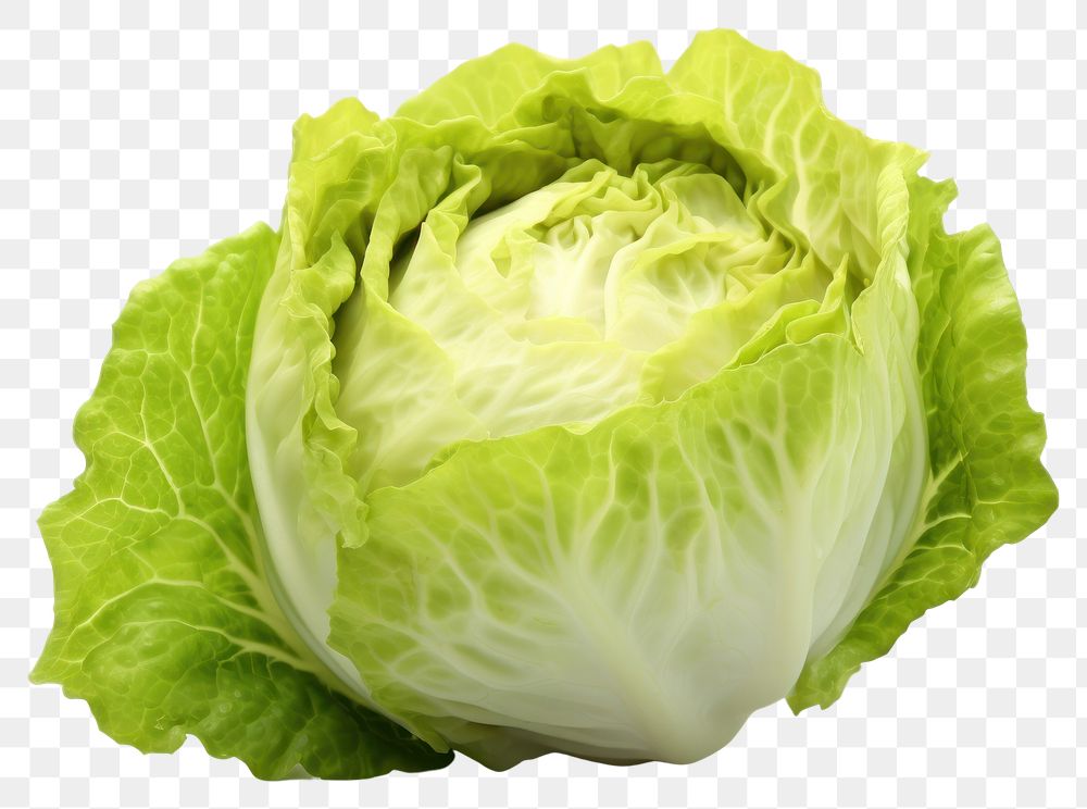 PNG Iceberg lettuce vegetable cabbage plant. AI generated Image by rawpixel.