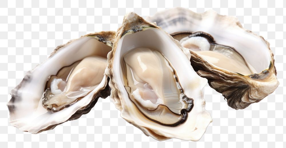 PNG Oysters seafood clam  