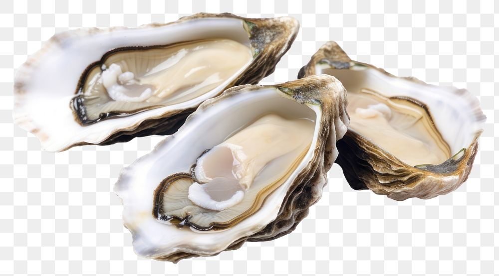 PNG Oysters seafood clam  