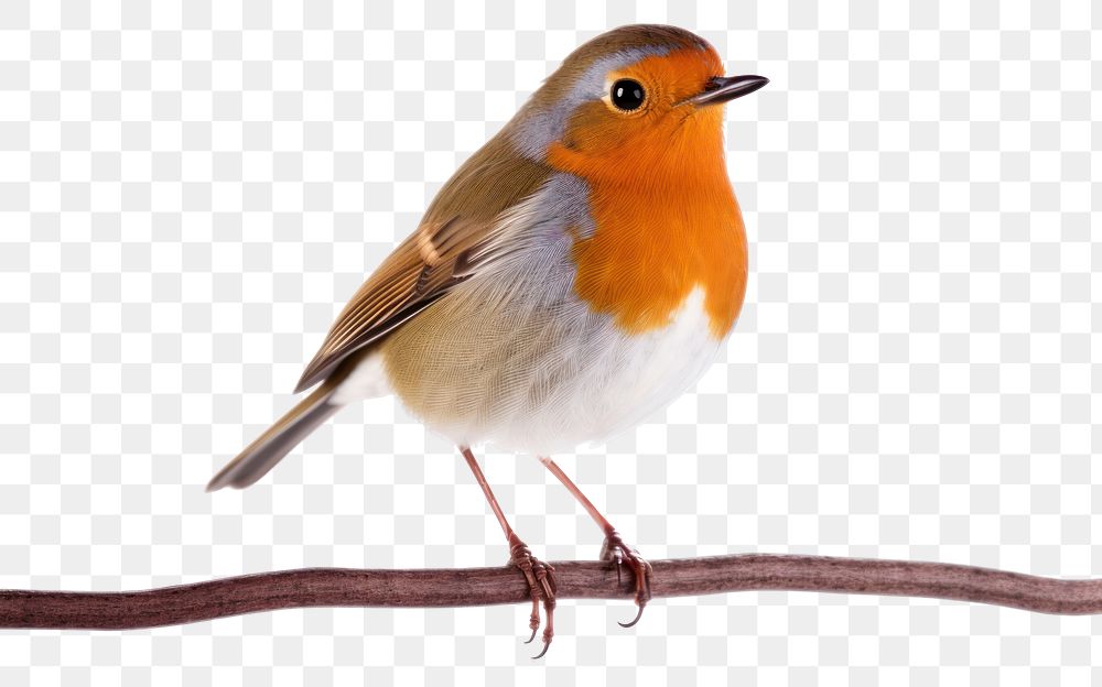 PNG Robin bird animal white background wildlife. 