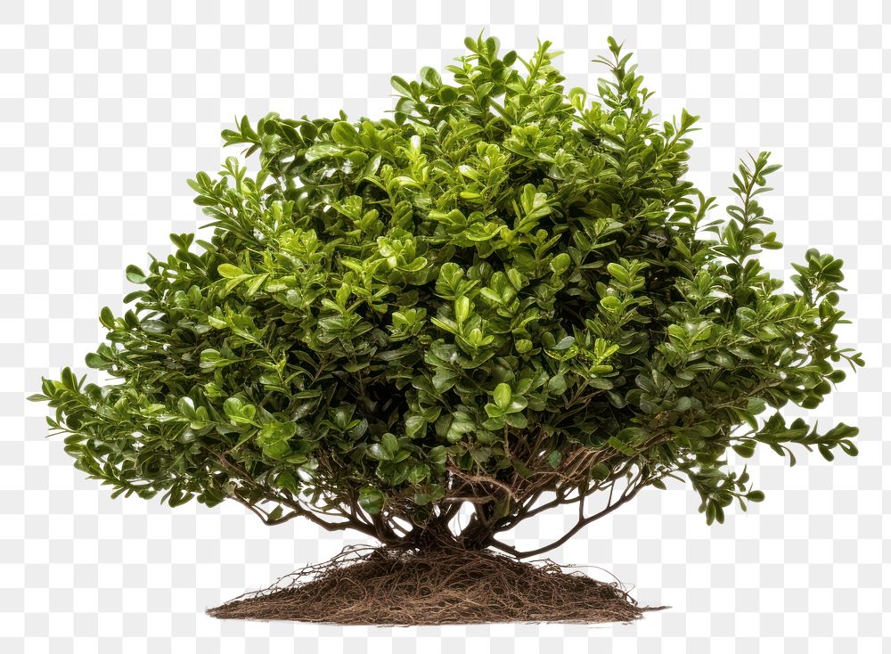 PNG Bush bonsai plant tree. AI generated Image by rawpixel.
