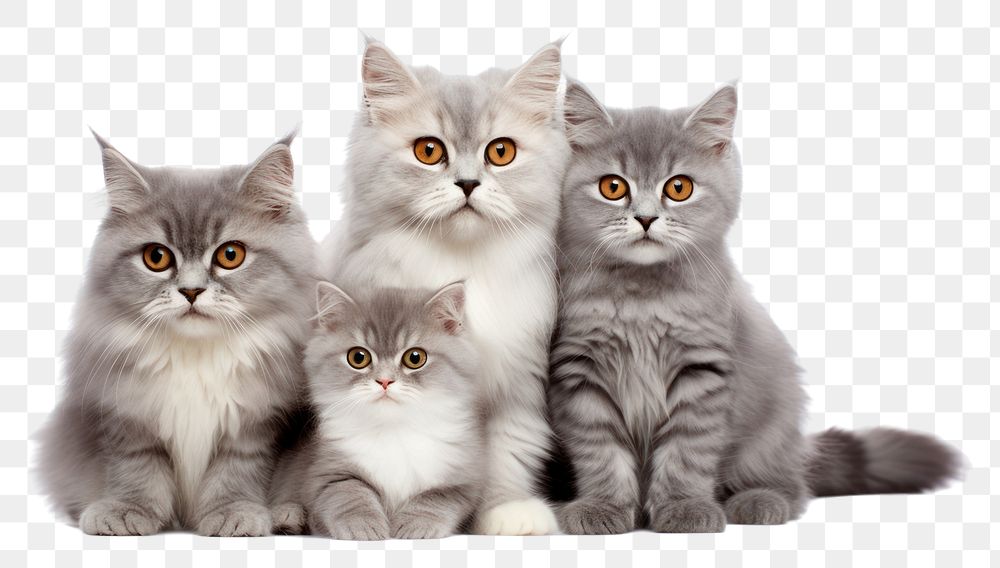 PNG Cat family mammal animal kitten. AI generated Image by rawpixel.