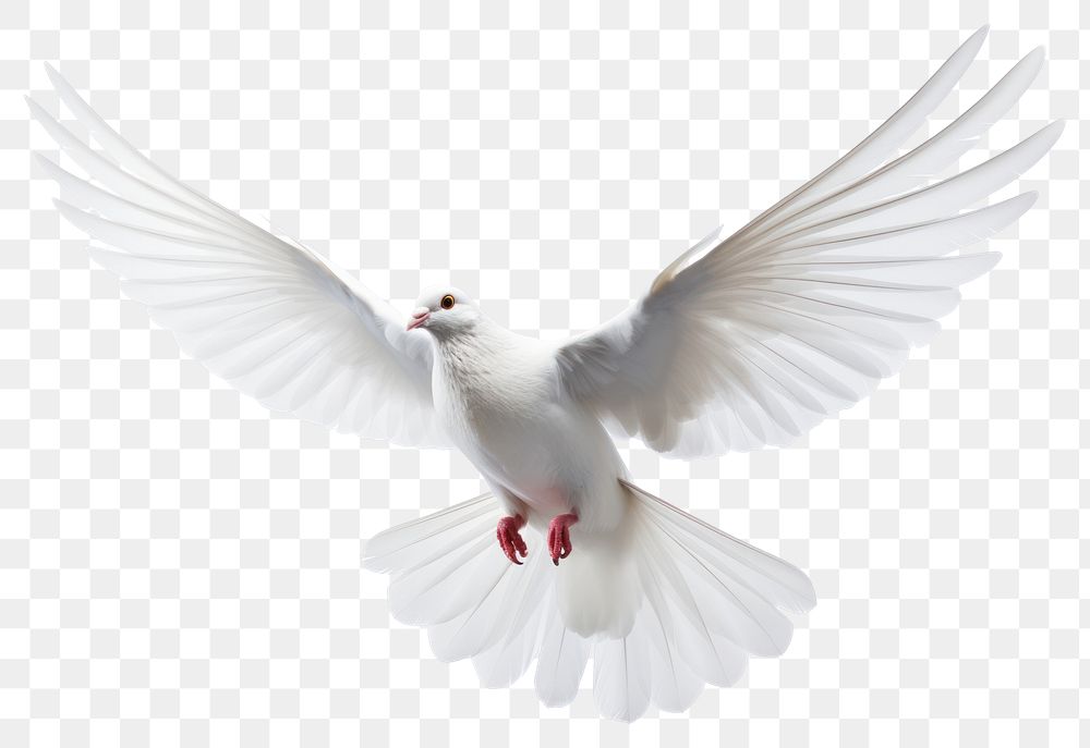 PNG White dove animal flying bird