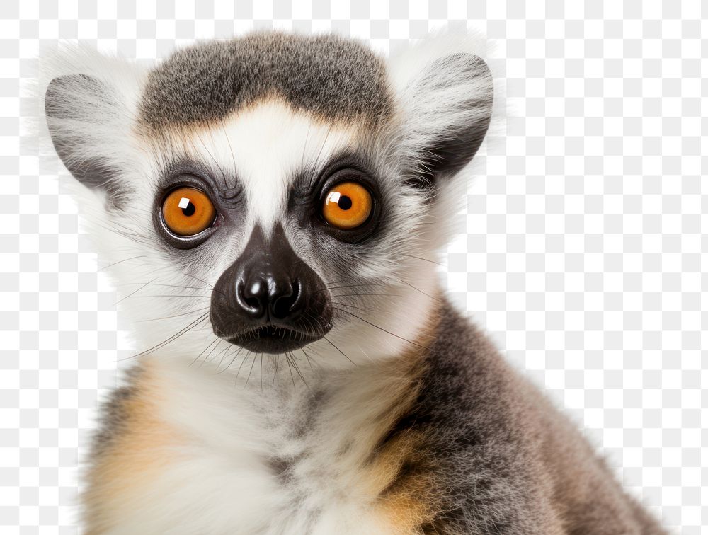 PNG  Lemur wildlife animal mammal. AI generated Image by rawpixel.