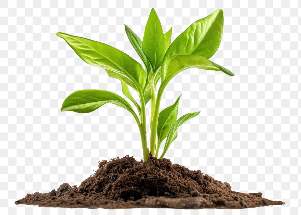 PNG Plant leaf soil agriculture. 