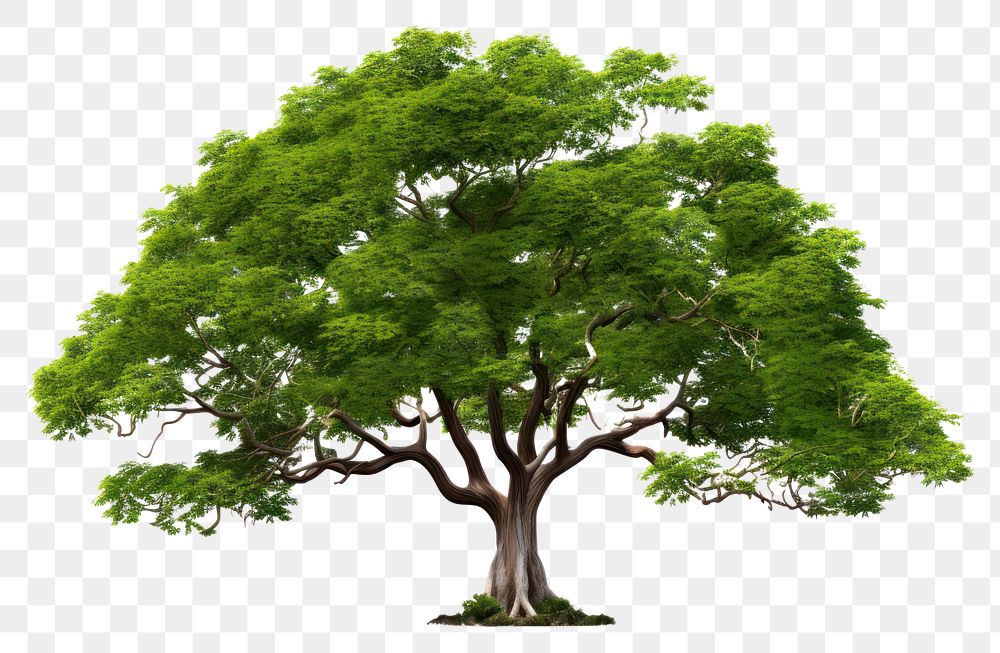 PNG Rain tree plant white background tranquility. 