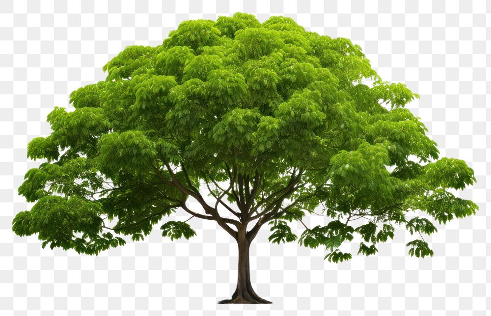 PNG Rain tree plant white background tranquility. AI generated Image by rawpixel.