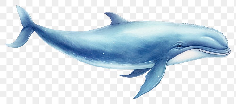 PNG Cute animals whale dolphin mammal. AI generated Image by rawpixel.