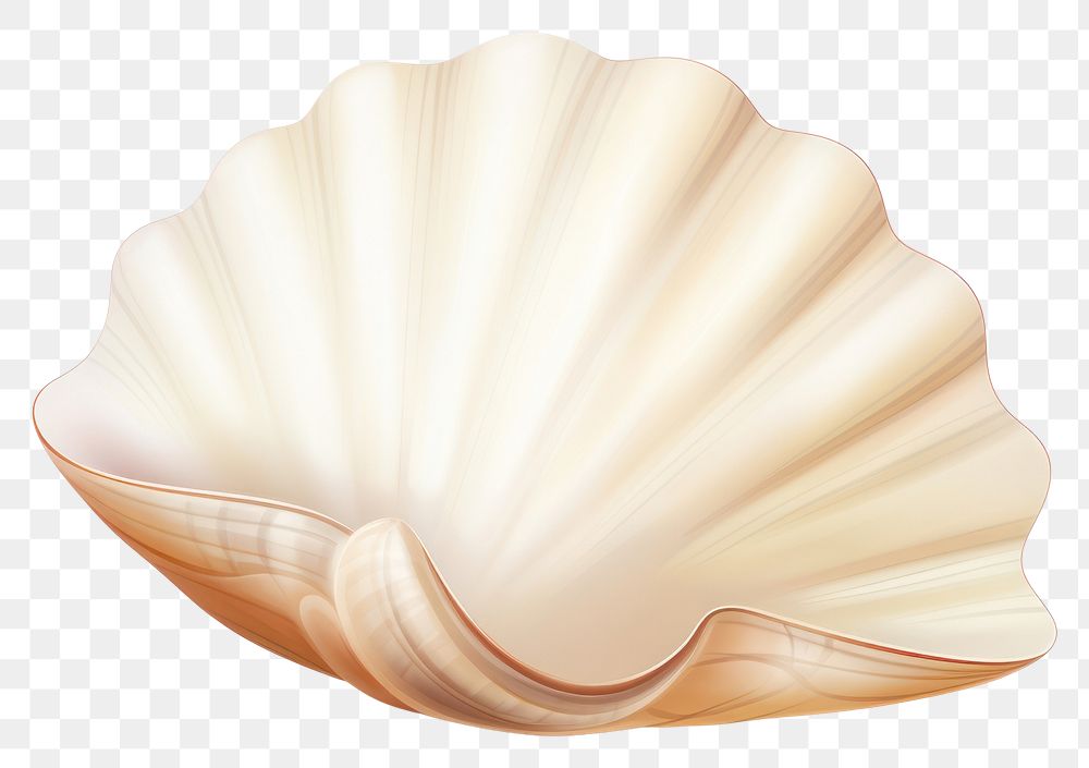 PNG Shell seashell clam  