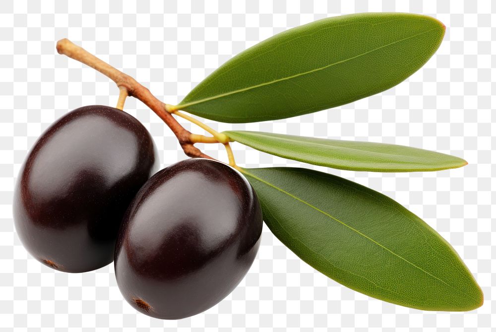 PNG Olives fruit branch plant. 