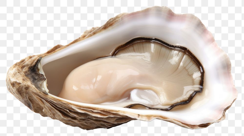 PNG Oyster Shell seashell seafood clam. AI generated Image by rawpixel.