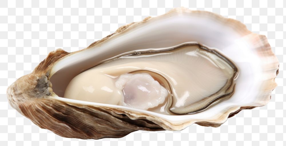 PNG Oyster Shell shell clam white background. AI generated Image by rawpixel.