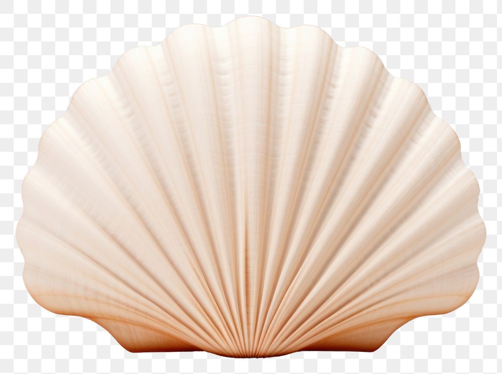 PNG Shell shell clam white background. AI generated Image by rawpixel.