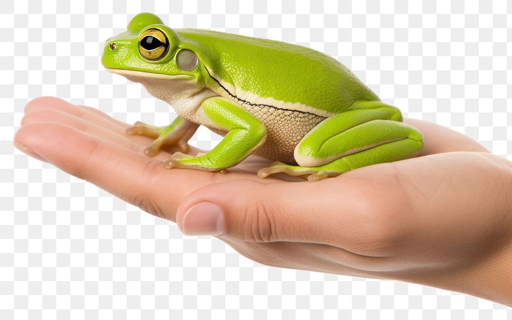 PNG Veterinarian frog amphibian wildlife. | Free PNG - rawpixel