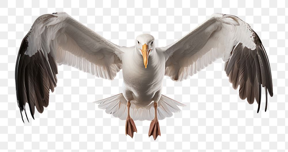 PNG Albatross animal flying white. 