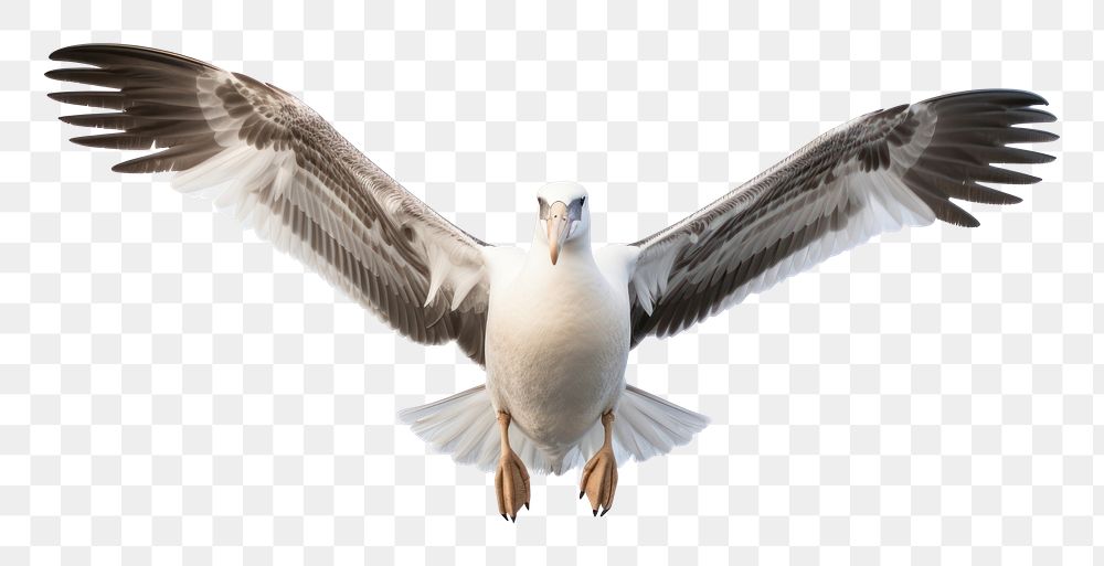 PNG Albatross flying seagull animal. AI generated Image by rawpixel.
