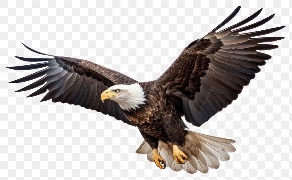 PNG American bald eagle flying animal bird. 