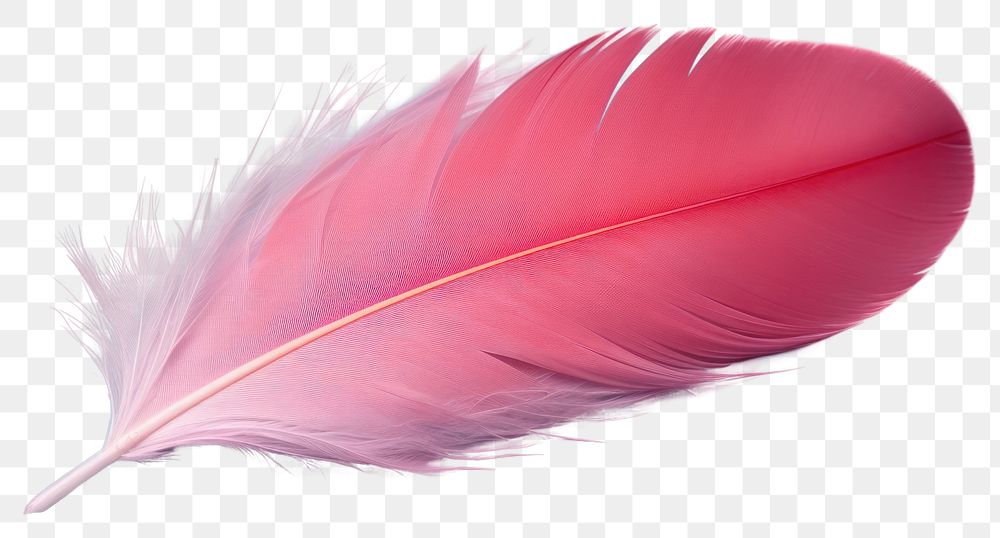 PNG Feather lightweight accessories fragility. AI generated Image by rawpixel.