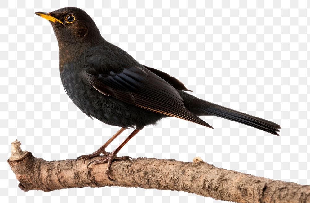 PNG North blackbird turdus merula animal branch  