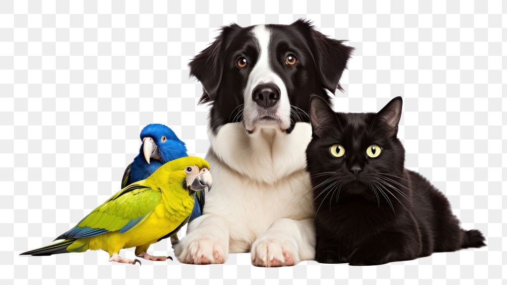 PNG Pet sitting animal mammal bird.