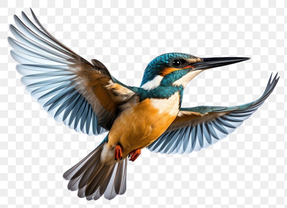 PNG Common flying kingfisher animal bird beak. 