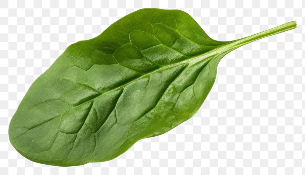 PNG BABY SPINACH spinach leaf vegetable. AI generated Image by rawpixel.