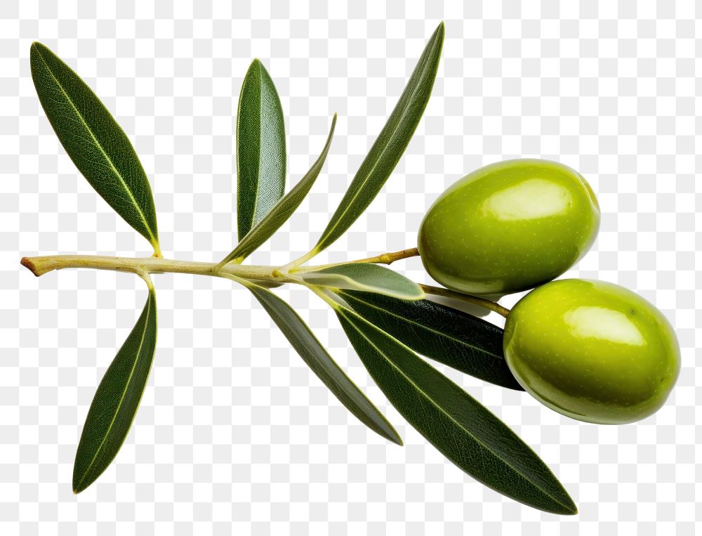 PNG Olive olive fruit plant. 