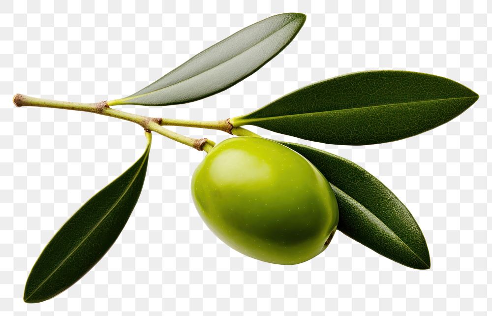 PNG Olive olive fruit plant. AI generated Image by rawpixel.