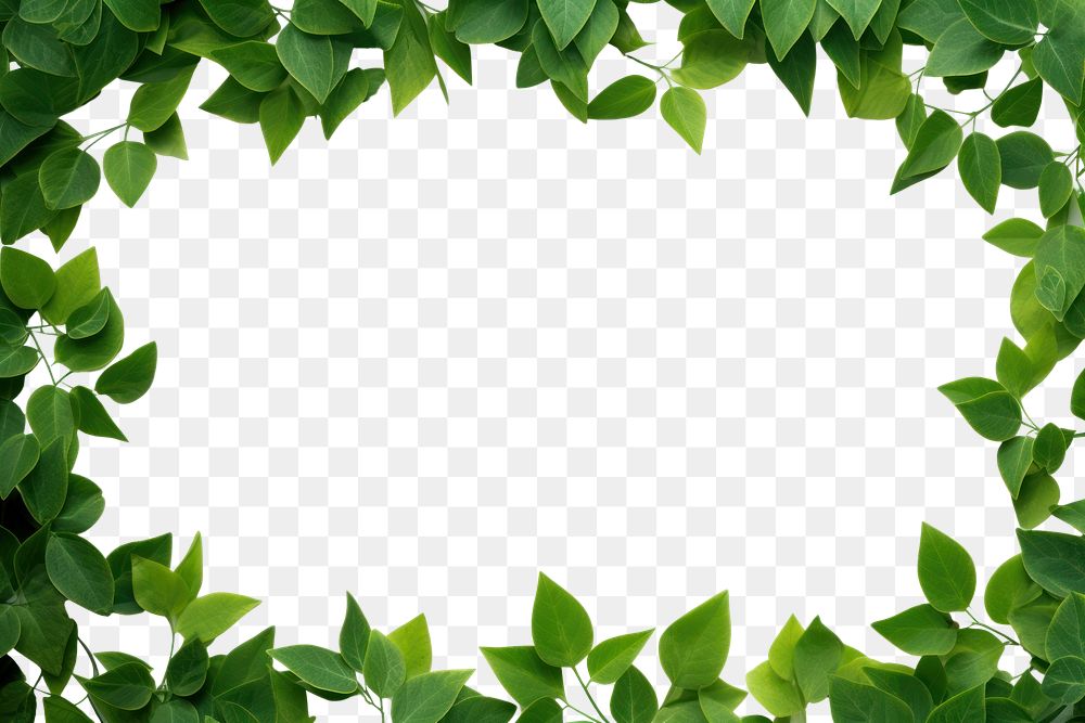 PNG Green leaves frame backgrounds plant herbs. AI generated Image by rawpixel.