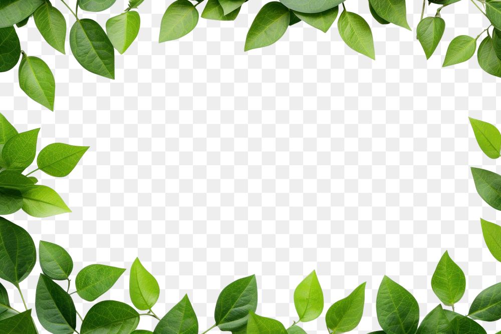 PNG Green leaves frame backgrounds plant herbs
